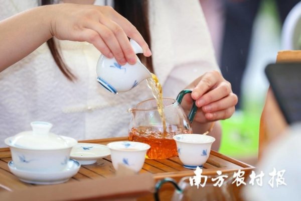 配配查官网 “茶+”创新成果集结！英德红茶邀您来深圳茶博会喝茶啦